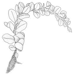 Plagiomnium novae-zelandiae, habit of sterile shoot, moist. Drawn from B.H. Macmillan 89/104, CHR 461943.
 Image: R.C. Wagstaff © Landcare Research 2018 
